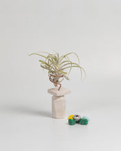 Cargar imagen en el visor de la galería, Piedra caliza Tillandsia.