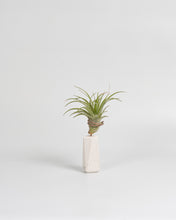 Cargar imagen en el visor de la galería, Trono en piedra caliza para Tillandsia.