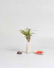 Cargar imagen en el visor de la galería, Trono en piedra caliza para Tillandsia.