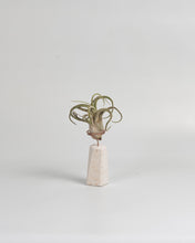 Cargar imagen en el visor de la galería, Trono en piedra caliza para Tillandsia.