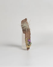 Cargar imagen en el visor de la galería, Corteza paraTillandsias.