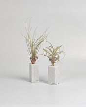 Cargar imagen en el visor de la galería, Mármol paraTillandsia.