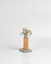 Cargar imagen en el visor de la galería, Nacimiento de Tillandsias en madera.