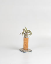 Cargar imagen en el visor de la galería, Nacimiento de Tillandsias en madera.