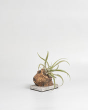 Cargar imagen en el visor de la galería, Trunk in the Tillandsias.