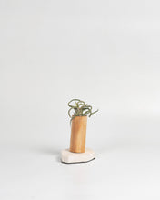 Cargar imagen en el visor de la galería, Nacimiento de Tillandsias en madera.