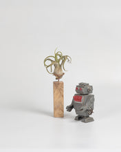 Cargar imagen en el visor de la galería, Rectángulo para Tillandsias en madera.