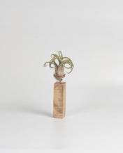 Cargar imagen en el visor de la galería, Rectángulo para Tillandsias en madera.