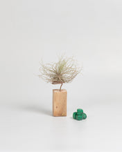 Cargar imagen en el visor de la galería, Rectángulo para Tillandsias en madera.