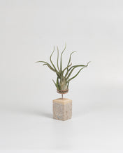 Cargar imagen en el visor de la galería, Crem paraTillandsia en taco de cemento color crema.
