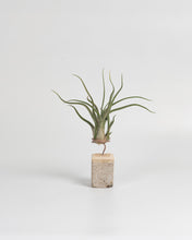 Cargar imagen en el visor de la galería, Crem paraTillandsia en taco de cemento color crema.