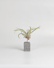 Cargar imagen en el visor de la galería, Black Tillandsias en taco de cemento color negro.