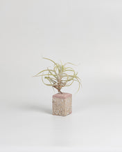 Cargar imagen en el visor de la galería, Pink Tillandsias en taco de cemento color rosa.