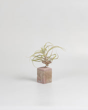 Cargar imagen en el visor de la galería, Pink Tillandsias en taco de cemento color rosa.