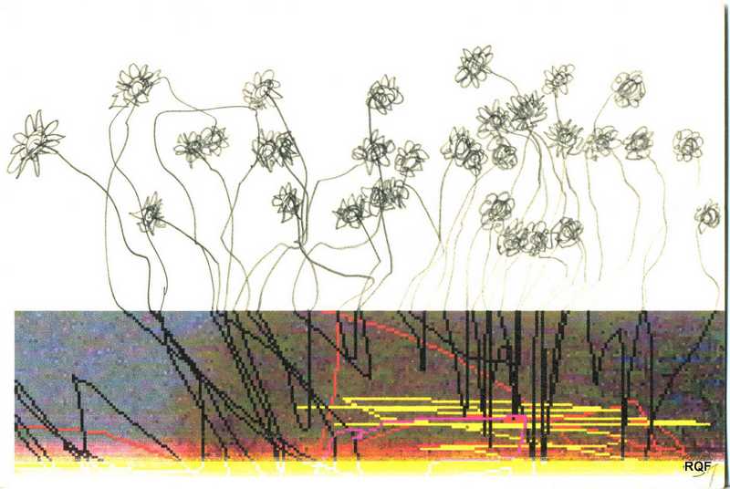 Girasoles.