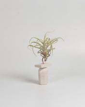 Cargar imagen en el visor de la galería, Piedra caliza Tillandsia.
