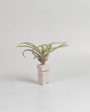 Cargar imagen en el visor de la galería, Arenisca para Tillandsia.

