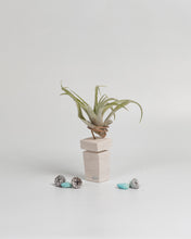 Cargar imagen en el visor de la galería, Arenisca para Tillandsia.
