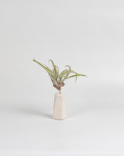 Cargar imagen en el visor de la galería, Trono en piedra caliza para Tillandsia.
