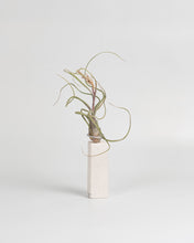 Cargar imagen en el visor de la galería, Premio para Tillandsias en piedra caliza.
