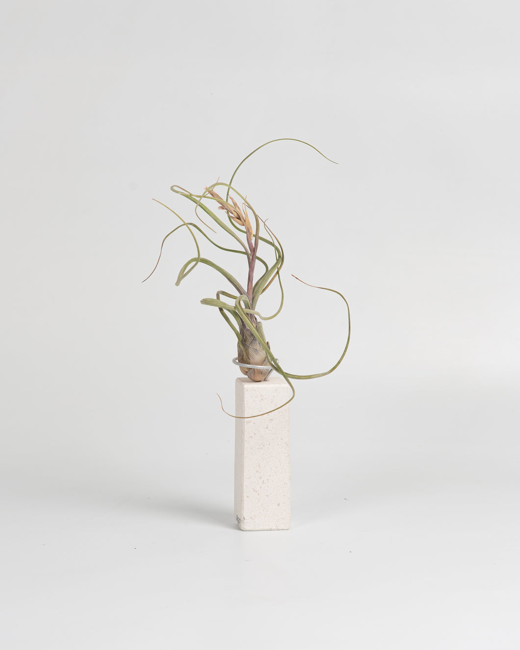 Premio para Tillandsias en piedra caliza.