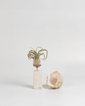 Cargar imagen en el visor de la galería, Premio para Tillandsias en piedra caliza.
