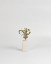 Cargar imagen en el visor de la galería, Premio para Tillandsias en piedra caliza.
