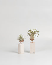 Cargar imagen en el visor de la galería, Premio para Tillandsias en piedra caliza.
