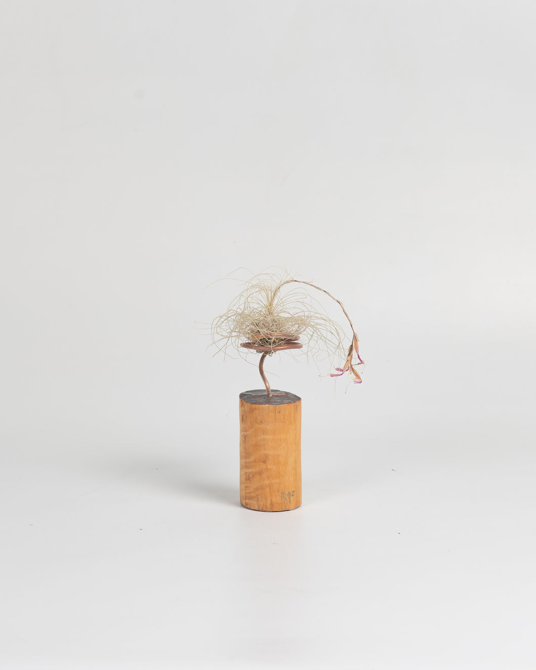 Cilindro para Tillandsias sobre madera.