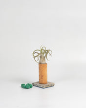 Cargar imagen en el visor de la galería, Nacimiento de Tillandsias en madera.
