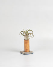 Cargar imagen en el visor de la galería, Nacimiento de Tillandsias en madera.
