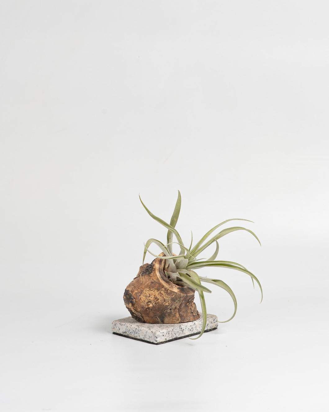 Trunk in the Tillandsias.
