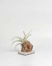 Cargar imagen en el visor de la galería, Trunk in the Tillandsias.
