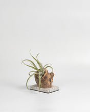 Cargar imagen en el visor de la galería, Trunk in the Tillandsias.
