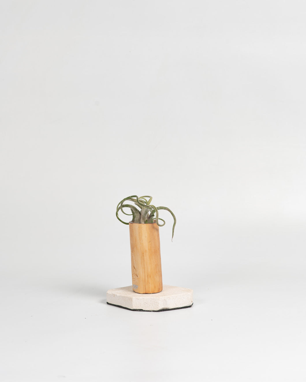 Nacimiento de Tillandsias en madera.