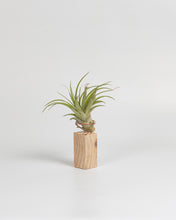 Cargar imagen en el visor de la galería, Rectángulo para Tillandsias en madera.
