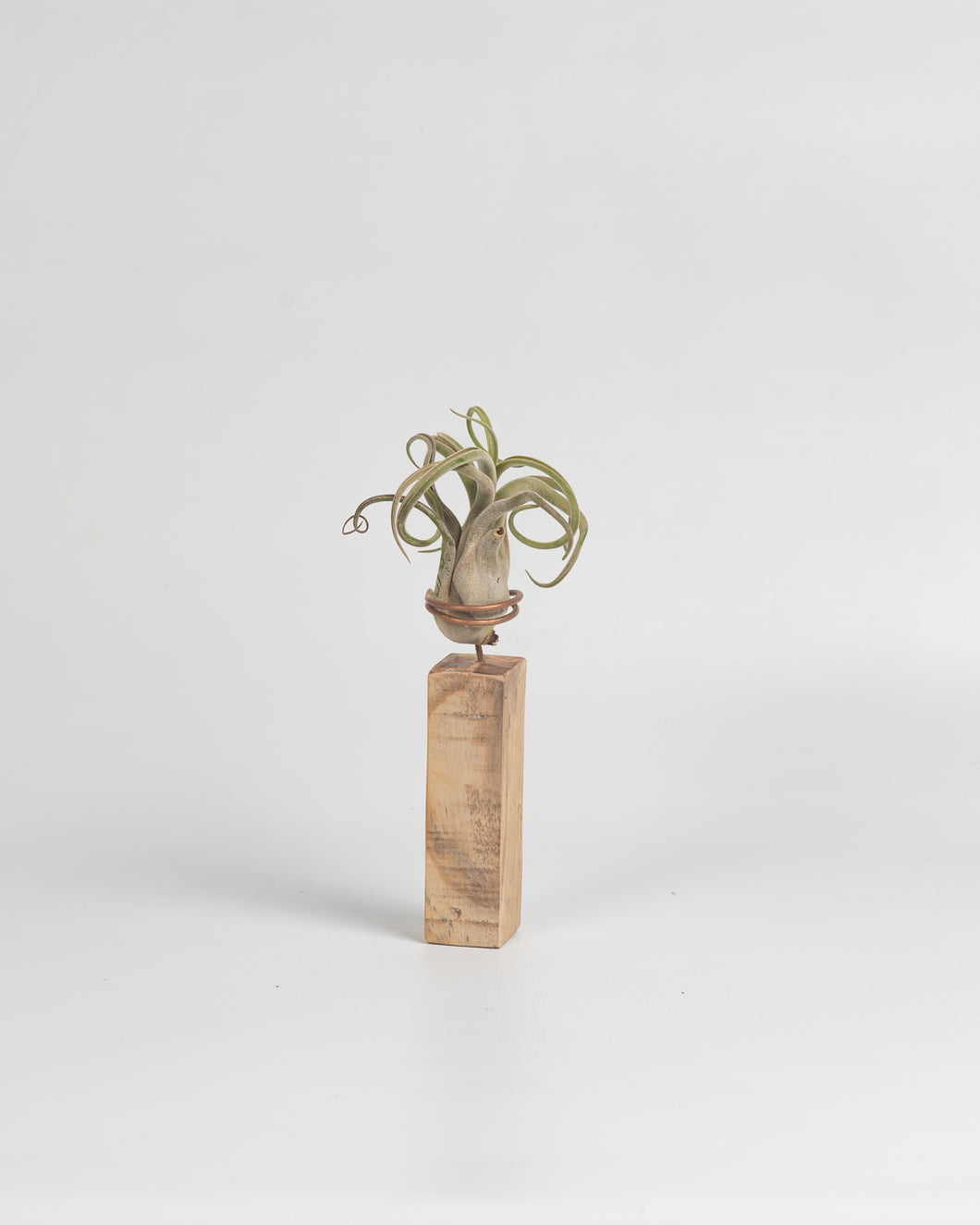 Rectángulo para Tillandsias en madera.