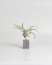 Cargar imagen en el visor de la galería, Black Tillandsias en taco de cemento color negro.
