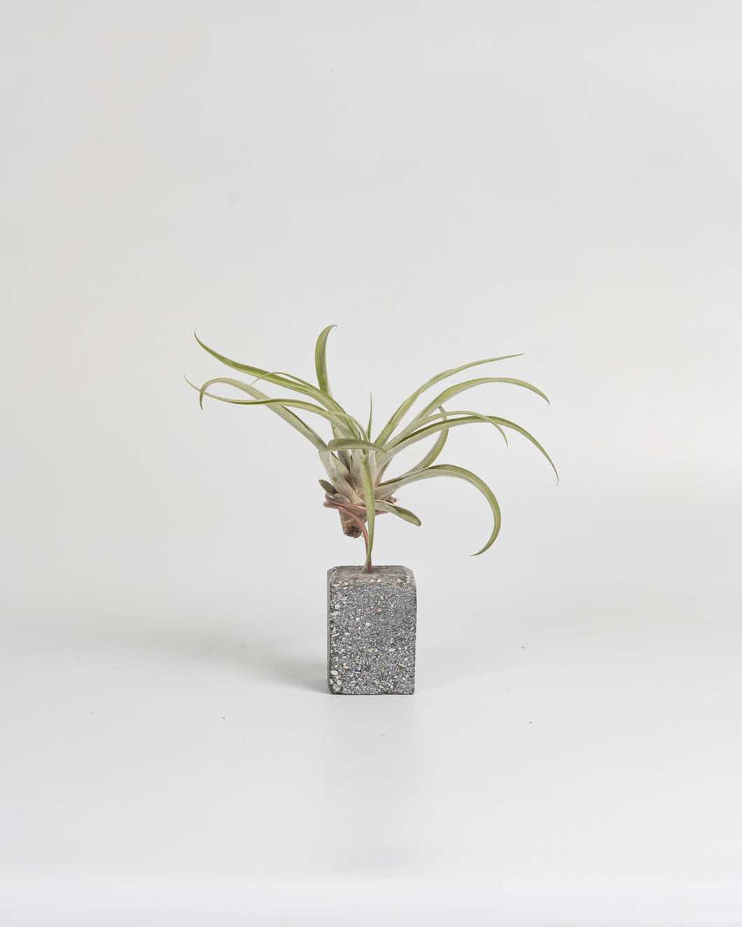 Black Tillandsias en taco de cemento color negro.