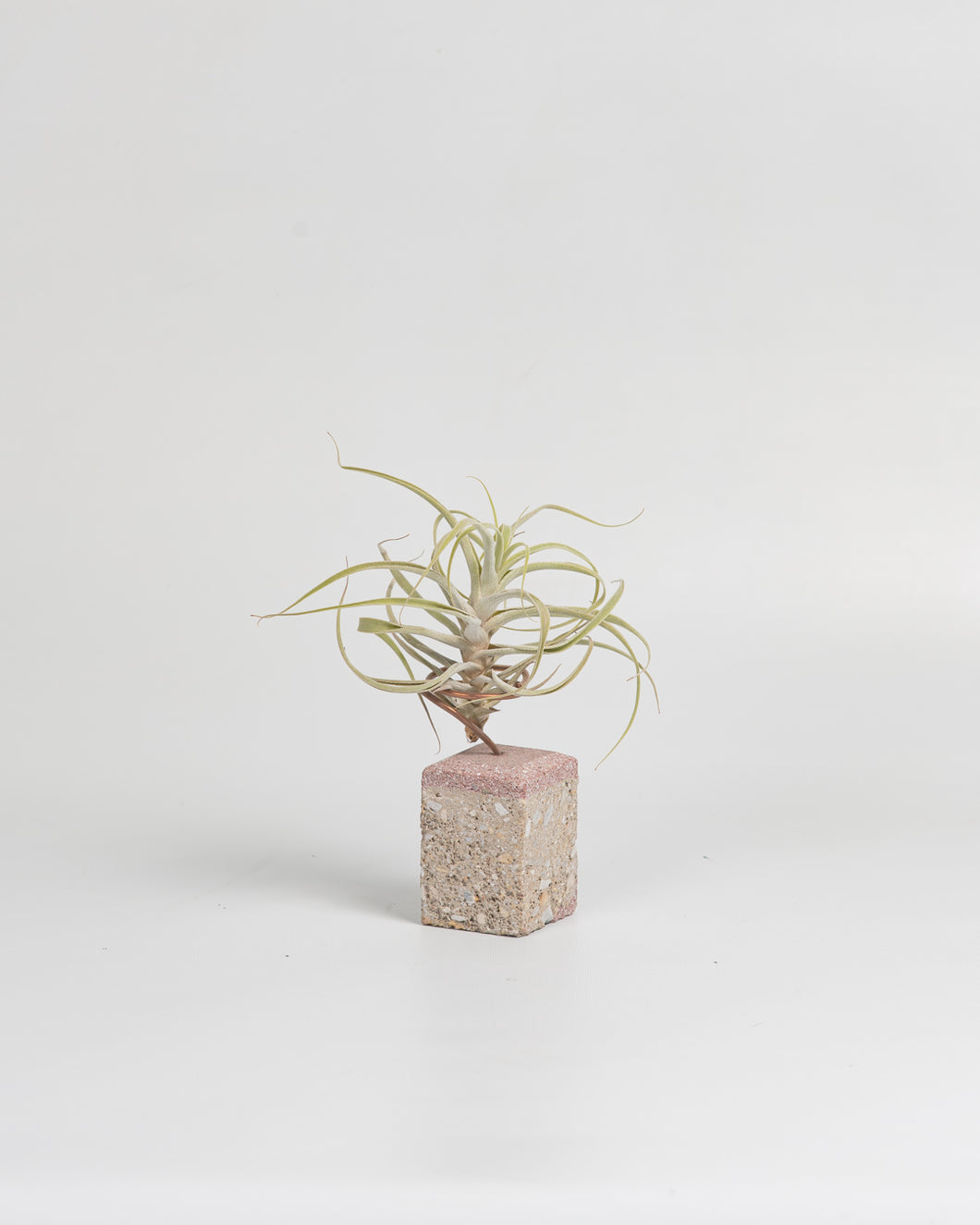Pink Tillandsias en taco de cemento color rosa.